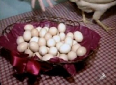 Ilhéus: Galinha põe 48 ovos de uma vez