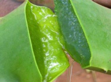 Anvisa proíbe uso de babosa em bebida e alimentos