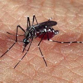 Dengue: Salvador é capital com maior risco de infestação do Nordeste