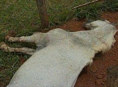 Goiás: Homem é preso por matar cavalo a pauladas