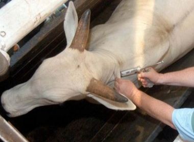 Vacinação de animais jovens contra aftosa alcança 97,12% na Bahia