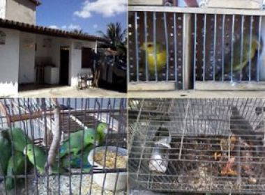 Operação Pássaro Livre apreende mais de 100 aves em São Gonçalo