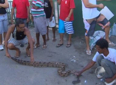 Cobra de 2m é encontrada em ponto de ônibus em Salvador