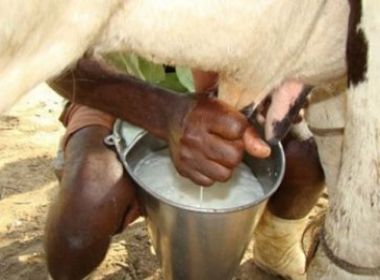 Seca: Produção de leite reduz 60% no sul baiano