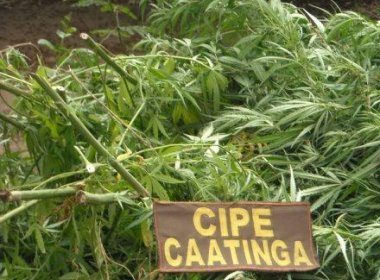 PM erradica 4,2 mil pés de maconha em Curaçá