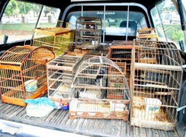 Condeúba: Ibama apreende 24 aves silvestres 