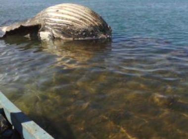Abrolhos: Baleia jubarte é encontrada morta: a primeira em 2012