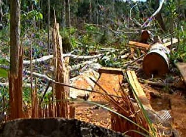 Canavieiras: Polícia encontra área de 200 hectares de Mata Atlântica desmatada em fazenda