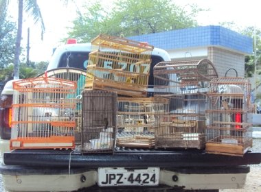 Operação policial apreende 82 pássaros silvestres a 148 km de Salvador