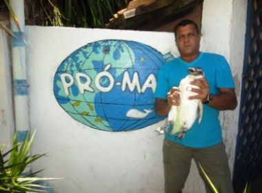 Três pinguins são encontrados em Itaparica