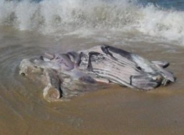 Cabrália: Pescadores retiram carne de Jubarte morta; consumo pode trazer risco à saúde