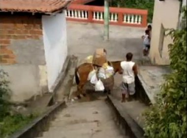 Maragogipe: Empresa utiliza mula em coleta de lixo e ambientalista aciona o MP 