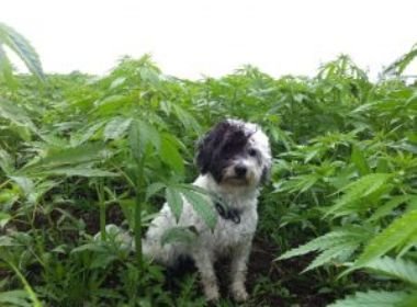 Maconha: Veterinários se preocupam com aumento do número de cães ‘chapados’ nos EUA