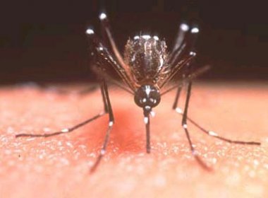 CCZ inicia ações de prevenção à dengue em escolas     