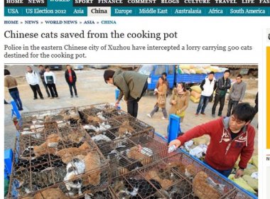 Caminhão com dezenas de gatos é parado na China; animais seriam abatidos para consumo