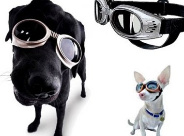 Óculos escuros para cachorro é novidade de dupla de empreendedores brasileiros