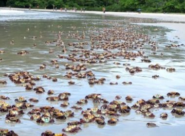 Quase um milhão de caranguejos uçás são encontrados mortos em praia paulista