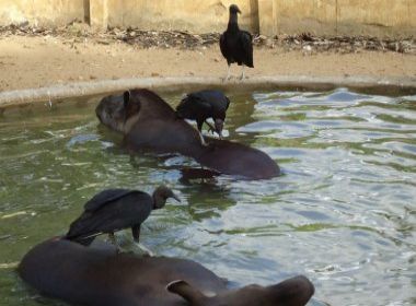 Urubus atacam animais feridos em zoológico de Itapetinga