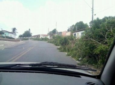 Macajuba: Prefeitura determina corte de todas as árvores na cidade