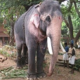 Acusado de assassinato, elefante é solto na Índia com pagamento de fiança