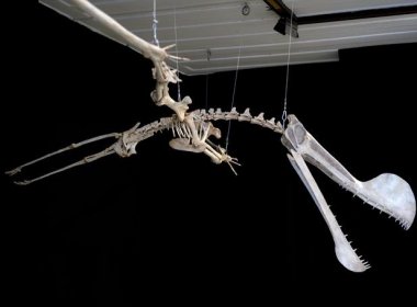Maior réptil de pterossauro é encontrado no Nordeste