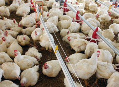 Pesquisador desenvolve sistema para geração de energia a partir de resíduos de frango