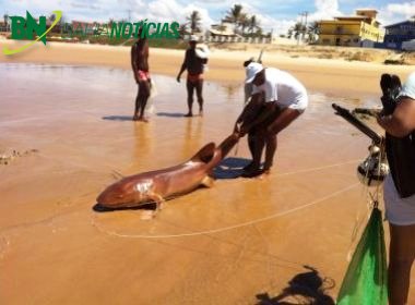 Tubarão-lixa é capturado na praia de Ipitanga