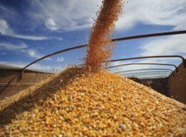 Conab libera 80 mil toneladas de milho para produtores da Bahia
