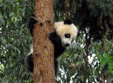 Pandas ficam aterrorizados durante terremoto na China