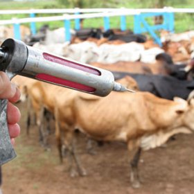 Febre aftosa: Pecuaristas de cidades afetadas pela seca podem pedir dispensa de vacina