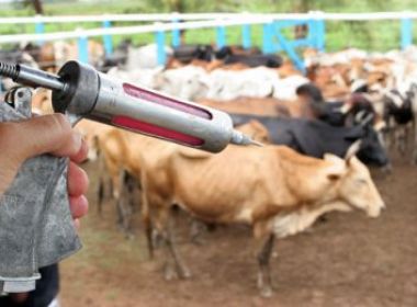 Febre aftosa: Pecuaristas de cidades afetadas pela seca podem pedir dispensa de vacina 