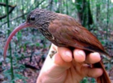 Pesquisadores descobrem 15 novas espécies de aves na Amazônia