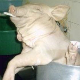 Açougueiro alimenta porcos com maconha e faz sucesso com 'bacon sensação'