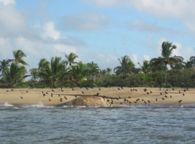 Baleia jubarte é encontrada morta no extremo-sul baiano