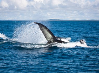 Baleias Jubarte podem ser vistas na costa da Bahia