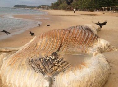 Baleia encalhada é encontrada em praia de Porto Seguro