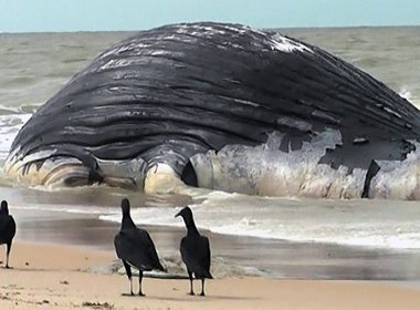 Baleias jubartes são encontradas mortas em praia de Prado