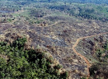 Ministério do Meio Ambiente detecta crescimento de desmatamento seletivo na Amazônia
