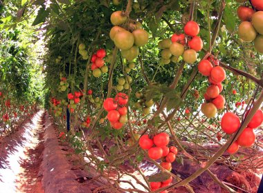 Chapada Diamantina se destaca na produção de uvas e tomates