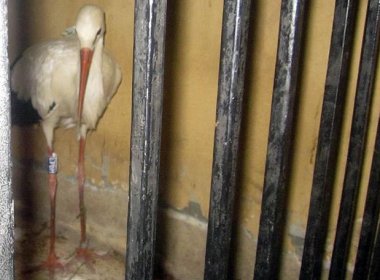 Egito: autoridades detêm cisne por suspeita de espionagem