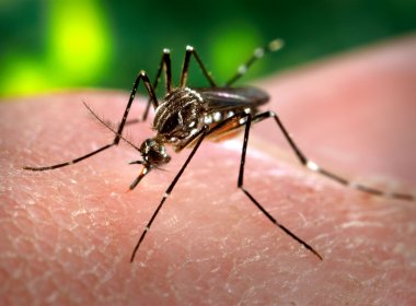 Fungo argentino pode ajudar a conter dengue