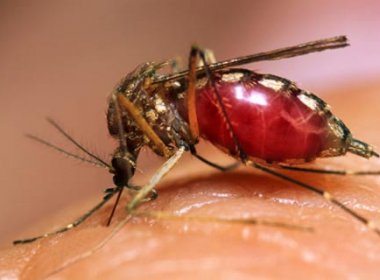Fiocruz-BA testará vacina contra dengue e fará estudos de diagnóstico da leishmaniose