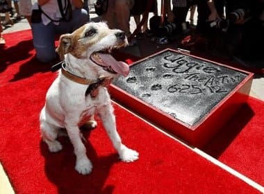 Cão Uggie de &#039;O Artista&#039; ganha estrela na calçada da fama