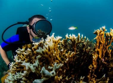 Concurso vai premiar fotografias subaquáticas tiradas na região de Abrolhos
