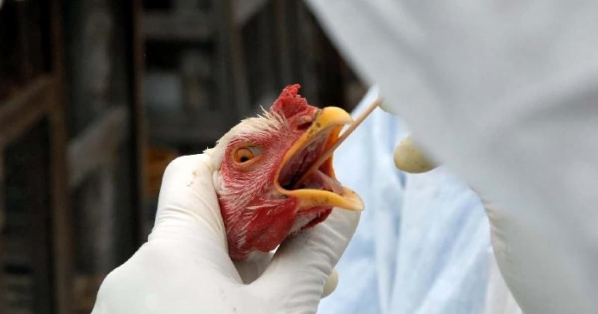Estado vizinho da Bahia investiga primeiro caso suspeito de gripe aviária em humano do país