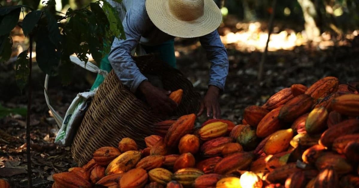 Voltado para turismo, projeto revela processo de produção do chocolate no Sul da Bahia