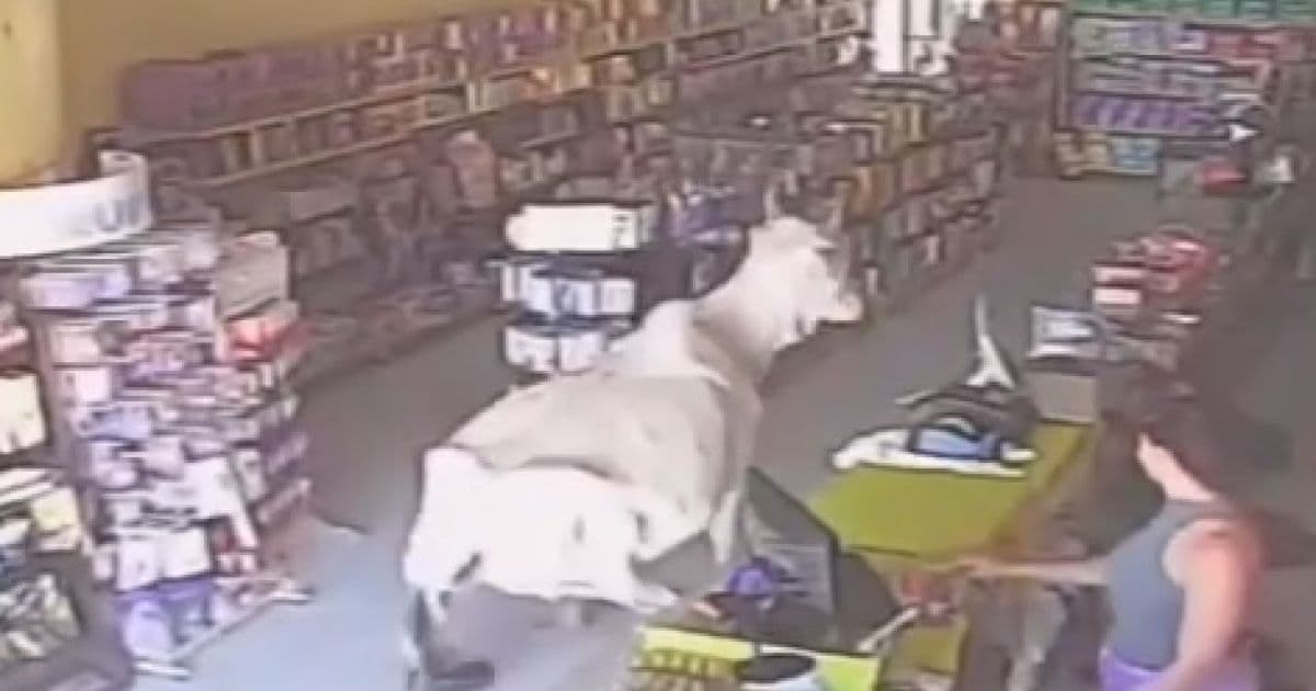 Cristópolis: Vaca chama atenção ao entrar em farmácia e deitar dentro de loja 