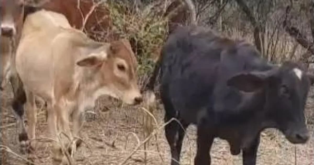 Cabeças de gado furtadas em Minas são recuperadas na região de Irecê, a 1,4 mil km de distância