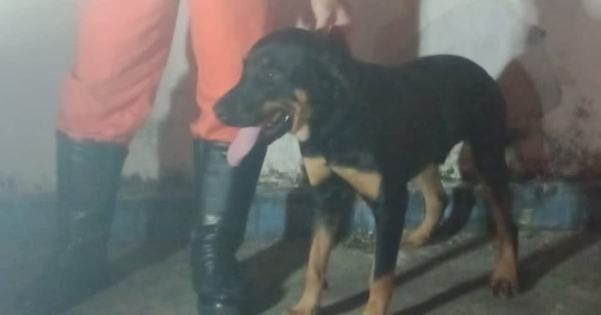Bombeiros resgatam cachorro Rottweiler que estava solto em ruas de cidade baiana