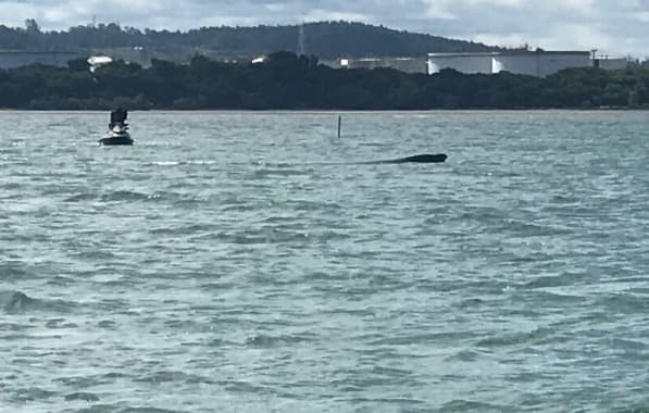 Equipe tenta salvar baleia jubarte “presa” em águas rasas de Madre de Deus